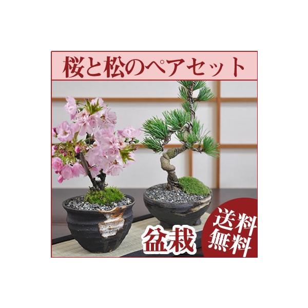 ミニ盆栽 桜 盆栽 植木の人気商品 通販 価格比較 価格 Com