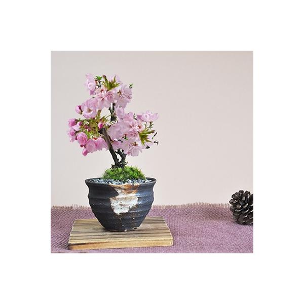 ミニ桜のつぼ鉢小さくてかわいらしい桜の花びらに癒やされる。両手に収まる大きさなのでリビングや和室においても場所は取りません。今年はお家でお花見をしませんか 3月から4月頃 開花　樹高12cm ×　幅16cm鉢幅10cm ×　鉢高7.5cm*...