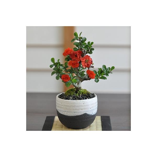 bonsaimyo_50394a2372