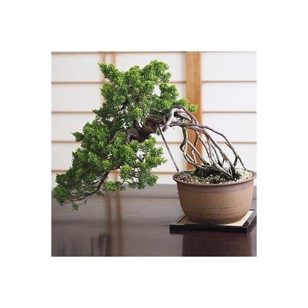 【盆栽屋大和】真柏 小品盆栽 取りに来れる方大歓迎 自社配送も可 盆栽屋大和】真柏 小品盆栽 取りに来れる方大歓迎 自社配送も