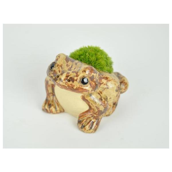 かえる苔盆栽 苔盆栽  苔 盆栽 苔 苔陶器 置物 コケ グリーン テラリウム インテリア 苔玉 こけだま こけ盆栽 コケ盆栽 草 山苔 苔玉盆栽 5000円以下