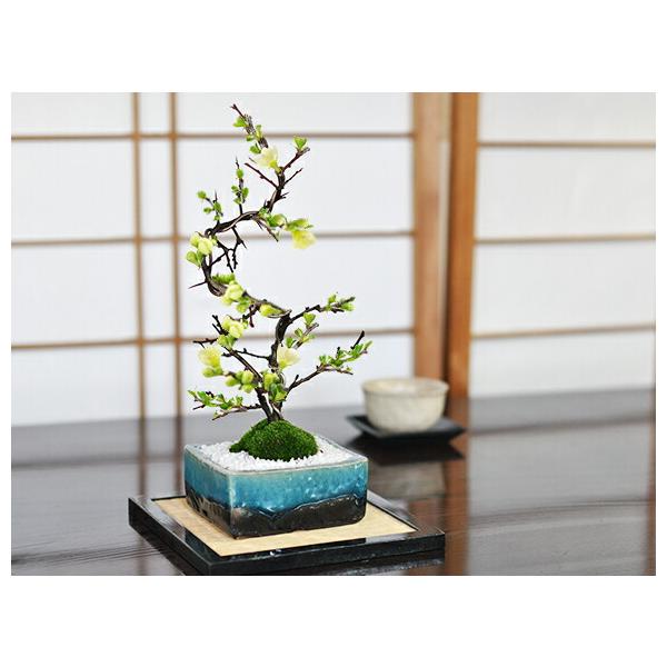 bonsaimyo_50474a2765