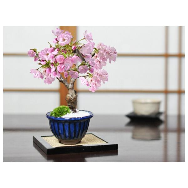 盆栽 桜 ミニ盆栽 桜盆栽 ミニ桜 旭山桜 一才桜 万古焼 なまこ花型 桜 人気 花見 自宅でお花見 鉢植 お祝い プレゼント ギフト 鉢花 贈り物 サクラ 桜特集 盆栽妙
