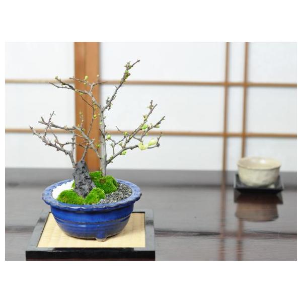 bonsaimyo_50482a2776