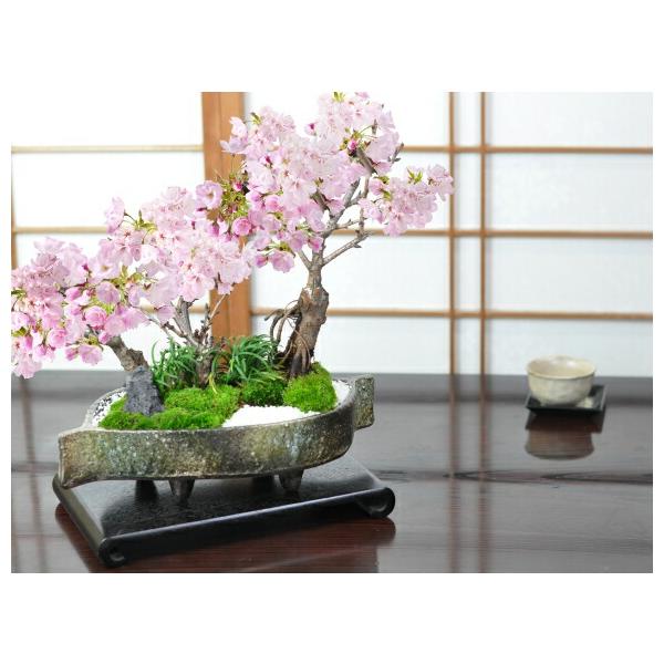 盆栽 桜 桜の豪華寄植え 落ち葉型 信楽焼鉢 12号 大型盆栽 旭山