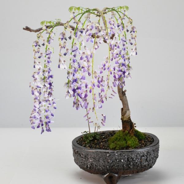 盆栽 藤の和の庭 寄せ植え 梅花オーレン 藤盆栽 鉢植え 花盆栽 ギフト