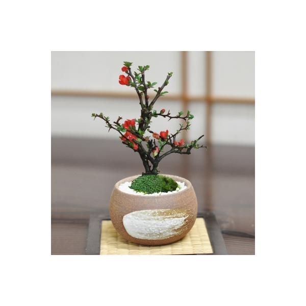 商品について・一流産地の盆栽職人が丹精込めて育てた本格盆栽・盆栽の育て方冊子と肥料付き・電話・メールで盆栽専門店がしっかりサポート・ギフトラッピングやメッセージカードを承ります。※ラッピングペーパーは赤系となり、お選びいただけませんのでご了...