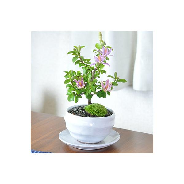 大切な方に贈りたい花盆栽。睡蓮に似た紫の花を咲かせる睡蓮木の盆栽です。5月に開花して、剪定を繰り返すことで夏頃まで花を楽しむことができます。薄紫の花は上品で優しく落ち着いた雰囲気を持ち、見る人を魅了します。丈夫で育てやすい樹種ですので、初心...