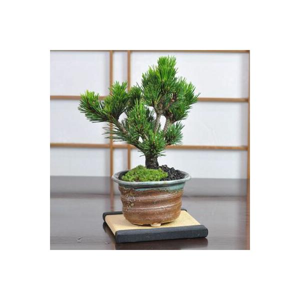 獅子丸　盆栽鉢 Yahoo!オークション - 「八房五葉松獅子丸」樹高20センチ