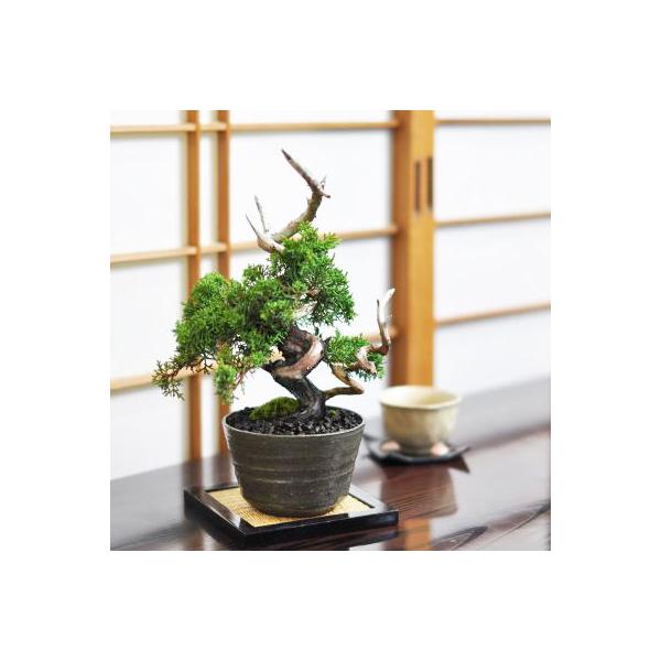 盆栽 紀州真柏 飛龍 ミニ盆栽 松柏 記念樹 鉢植え シンボルツリー 日本