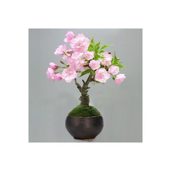 桜 盆栽 一才桜(旭山) ミニ桜 園芸 鉢植え ギフト 開店 お祝い 退職