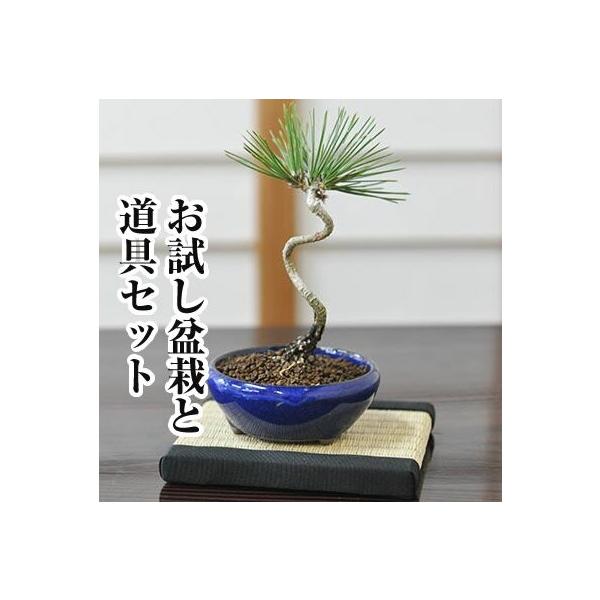 黒松盆栽2点セット 栽培キット 盆栽 2種セット 黒松 赤松 聖新陶芸 The BONSAI 栽培セット