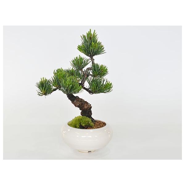 モダン盆栽とはじめて道具セット 普段の生活に取り入れやすいインテリアに合わせやすい緑の松盆栽 Diariogt Com