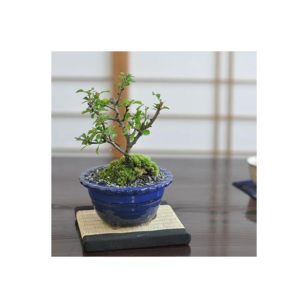 白花長寿梅とはじめて道具セット 白い花を咲かせる縁起の良いお花盆栽