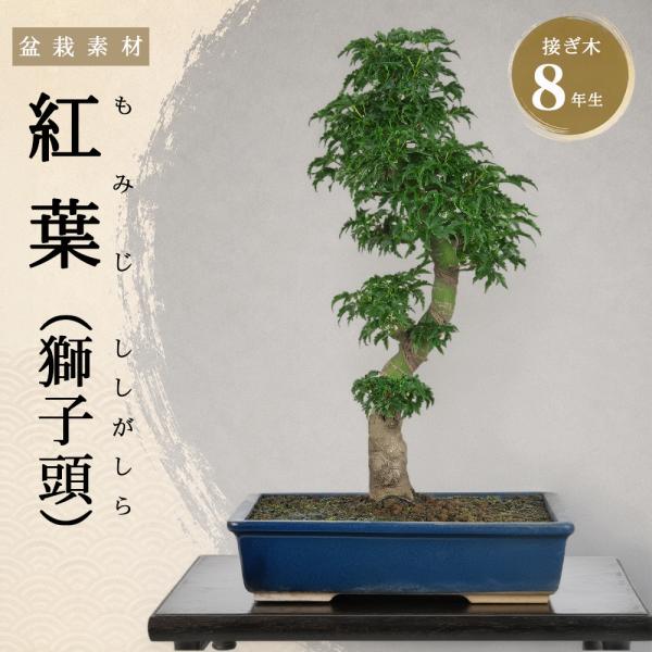 盆栽 もみじ 獅子頭 接ぎ木 8年生 ししがしら 紅葉 鉢植え 中品盆栽
