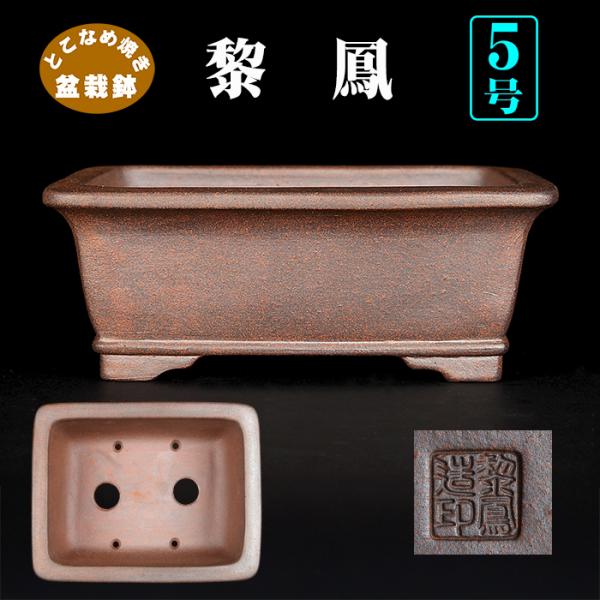 盆栽鉢 黎鳳下紐長方鉢 植木鉢 常滑 片岡黎鳳 泥小鉢 5号 16cm 小品