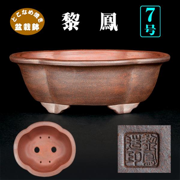 盆栽鉢 黎鳳木瓜式鉢 植木鉢 常滑 片岡黎鳳 泥鉢 7号 22cm 松柏
