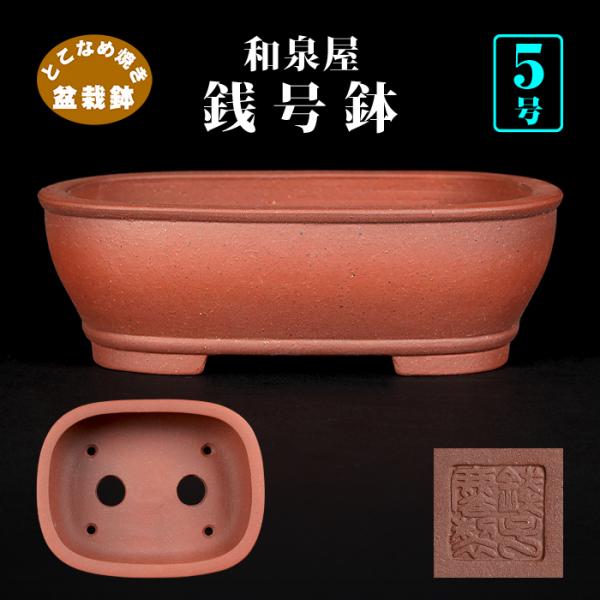 盆栽鉢 銭号撫角長方鉢 常滑 泥鉢 5号 15cm 紫泥 松柏盆栽 小品盆栽