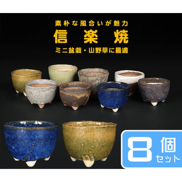 ミニ鉢、盆栽鉢、盆栽小鉢、鉢、植木鉢、山野草鉢、盆栽 山野草）苔盆栽 おまかせ山野草 ミニ小鉢植え 鉢色おまかせ（3