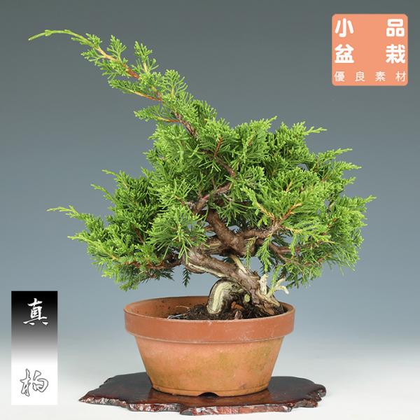 小品盆栽 黄金真柏と極太赤松の2鉢セット 優良素材 ジン舎利等、大幅