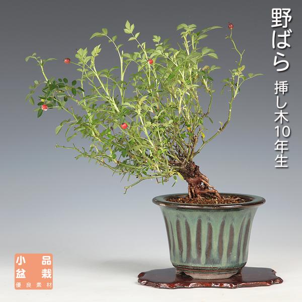 盆栽 野ばら 挿し木10年生 ノバラ 薔薇 花と実が楽しめる 花物盆栽
