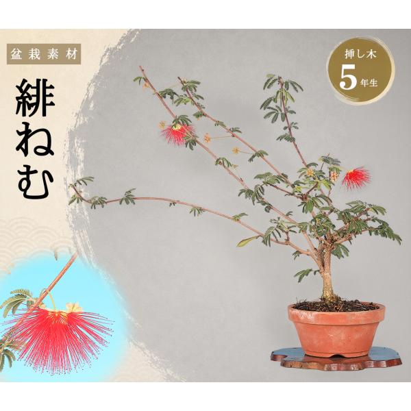 盆栽 緋ねむ 挿し木6年生 樹高約30cm ネムノキ 合歓木 盆栽素材 赤花 夏咲き 苗木 初心者向け