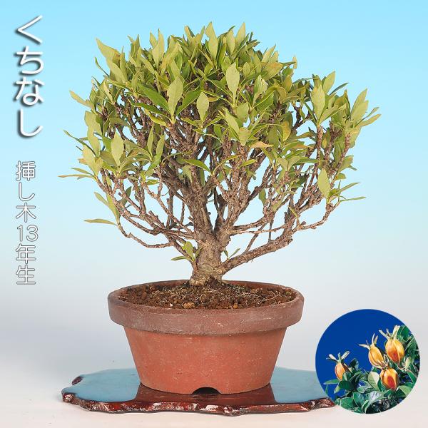盆栽 くちなし 挿し木13年生 クチナシ 梔子 花物盆栽 実物盆栽 小品
