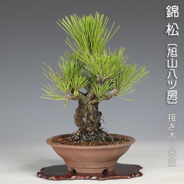 盆栽 錦松 旭山八ッ房 接ぎ木6年生 ニシキマツ にしきまつ 松柏盆栽