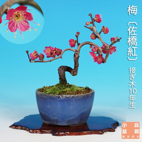 樹高15cm左右14cm幹径1.5cm挿し木5年生商品解説　梅の小品盆栽素材。花梗やや長くシベ紅色の本紅中輪花で、古くから知られ高い人気を誇る名品種「佐橋紅（サバシコウ）」です。コンパクトな中でしっかりと模様の入れられた優良素材。本格的な梅...