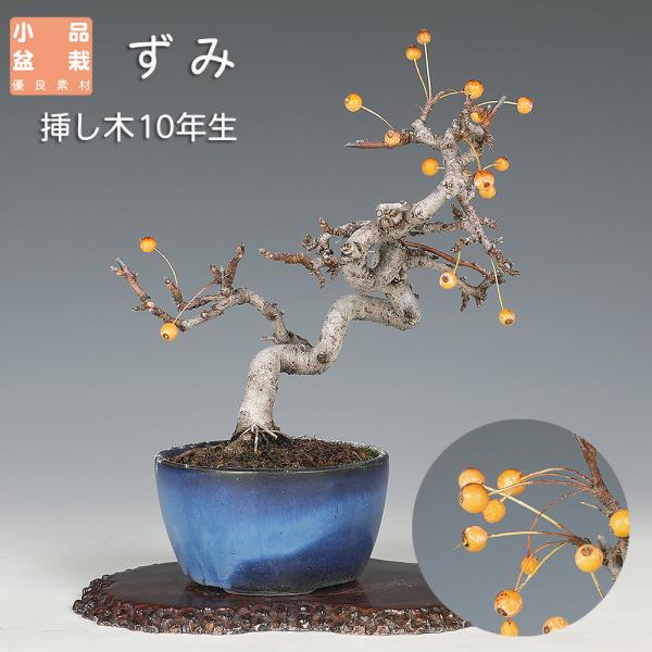 盆栽 ずみ 酢実 ズミ 小品盆栽 ミニ盆栽 実物 盆栽素材 : 盆栽彩都