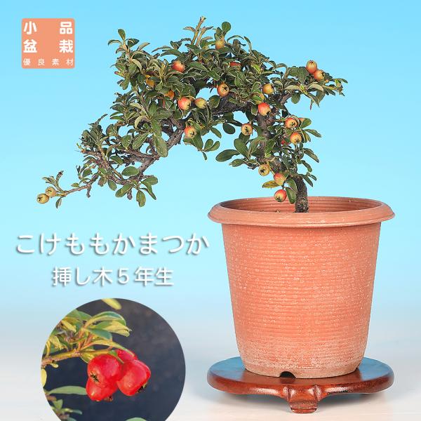 樹高12cm左右19cm幹径0.8cm挿し木5年生商品解説　ハイシタン（這い紫檀）の別名を持つ台湾原産の常緑低木です。５月前後に１cmくらいの花を咲かせ、秋に小さな赤実をつけます。プラ鉢入。