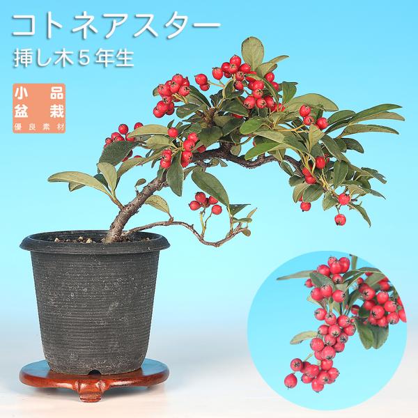 樹高15cm左右26cm幹径0.8cm挿し木5年生商品解説　実もの樹種として人気の高い紅したんの仲間ですが、果実は紅したんよりも大きく、派手やかな印象です。プラ鉢入。