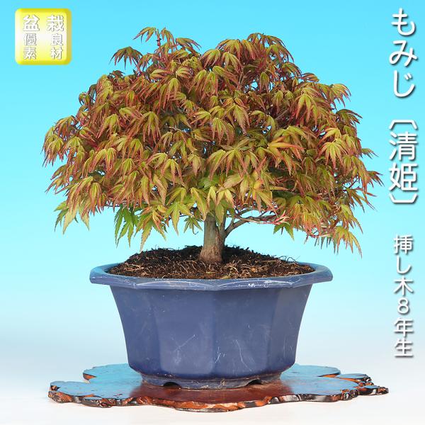 盆栽 もみじ 清姫 キヨヒメ イロハモミジ 挿し木8年生 小葉性 細枝良好 紅葉 落葉樹 葉物盆栽 本格素材 観賞用 盆栽素材 初心者〜上級者向け