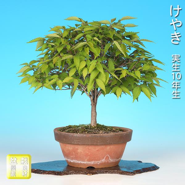 盆栽 けやき 実生10年生 欅 ケヤキ 箒立ち 紅葉が美しい 小さくても大木感を感じる 小品盆栽 ミニ盆栽 盆栽素材 初心者から上級者まで楽しめる人気樹種