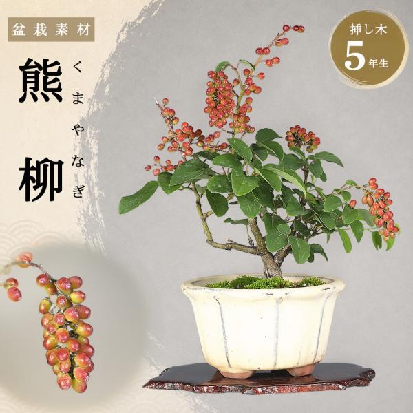 盆栽 熊柳 挿し木5年生 樹高20cm クマヤナギ 花 実 赤い実 実物盆栽 落葉樹 ミニ盆栽 小品盆栽 初心者向け 盆栽素材