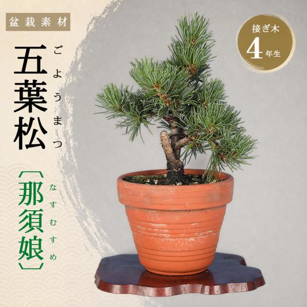 盆栽 五葉松 那須娘 盆栽素材 接ぎ木4年生 樹高15cm ポット苗 ミニ盆栽 小品盆栽 初心者向け 盆栽苗