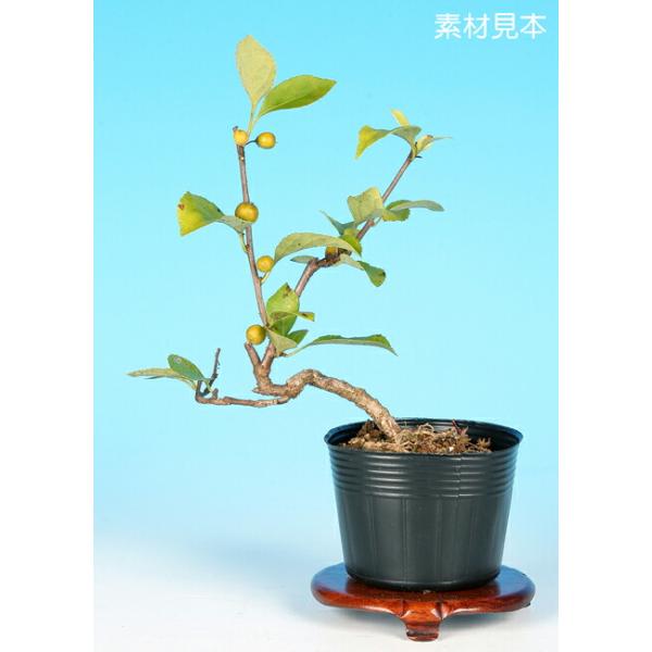 ツルウメモドキ苗 楽天市場】ツルウメモドキ 9〜10.5cmポット苗 数量割引あり/樹高