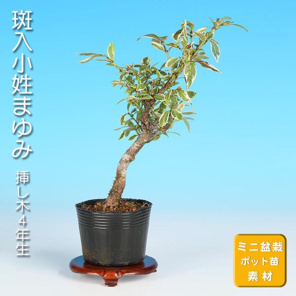 7.5cmポット入り商品解説　こまゆみの八ツ房品種で葉に白覆輪の斑がとても美しい品種です。こまゆみに比べて実成りが遅いので、実姿ではなく葉姿を楽しみたい素材です。◆実付き保証素材ではありません。※苗木素材の為、樹形やサイズにバラツキはありま...