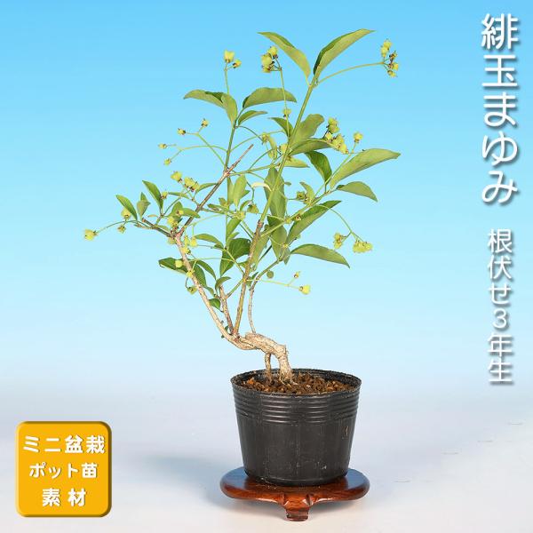 盆栽 緋玉まゆみ マユミ 真弓 小品盆栽 ミニ盆栽 雑木 実物 盆栽素材