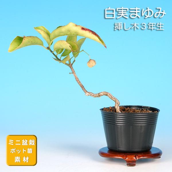 7.5cmポット入り商品解説　盆栽樹種としては比較的ポピュラーな存在のまゆみの苗木素材。普通種との違いは実の周りを包む仮種皮が桃色なのに対して、仮種皮が白く、裂開した時に覗く実の赤とのコントラストが魅力の品種です雄木素材はこちら↓まゆみ（雄...