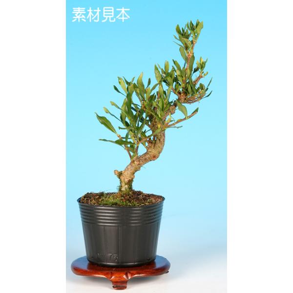 7.5cmポット入り商品解説実物盆栽の中でも人気の高い「くちなし」の一種。極姫性で枝打ちが細かく小品・ミニ盆栽に最適な品種で、一重の花を咲かせます。ガーデニングなどにもオススメの素材。※苗木素材の為、樹形やサイズにバラツキはあります。※ビニ...