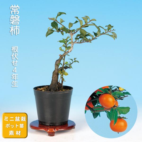 7.5cmポット入り商品解説　柿の常緑品種。老爺柿と違って、丸い小さな実が特徴です。ミニ盆栽向きの常磐柿の苗木素材。実成りには雄木が必要ですが、小振りな実は愛嬌があります。◆実付き保証素材ではありません。※苗木素材の為、樹形やサイズにバラツ...