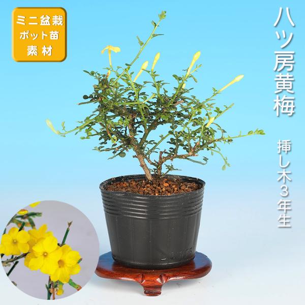 7.5cmポット入り商品解説　早春に鮮やかな黄色い花姿で魅了する「黄梅」の苗木素材です。八ッ房性で芽吹きも非常によく、切り戻しも容易。小品・ミニ盆栽向きの品種です。樹性も強健で芽吹きもよいので盆栽初心者の方にもオススメです。※苗木素材の為、...
