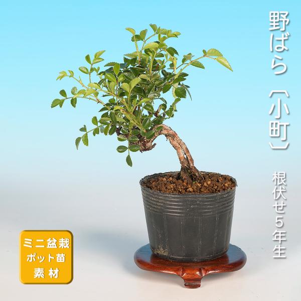 盆栽 野ばら 小町 野薔薇 ノバラ 薔薇 バラ コマチ 小品盆栽 ミニ盆栽
