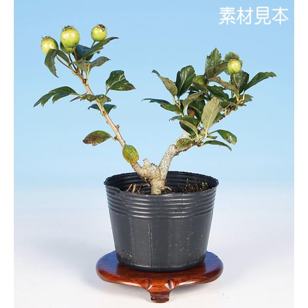 7.5cmポット入り商品解説実付きがよく、光沢を持ったやや大きめの実を付けるのが魅力のルビーさんざしの素材じっくりと樹づくりをお楽しみ下さい。※苗木素材の為、樹形やサイズにバラツキはあります。※ビニールポットでのお届けになります。