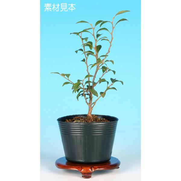 7.5cmポット入り商品解説　小枝の作りやすさ、枝幹の太りやすさなど、高い盆栽適性を備えた樹種「えごのき」の苗木素材です。葉が小さく節間が短く締まるのが特徴で、小品・ミニ盆栽向きな品種。◆花芽保証素材ではありません。※苗木素材の為、樹形やサ...