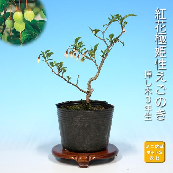 盆栽 紅花極姫性えごのき エゴノキ 桃色花 初心者にも育てやすい 葉が