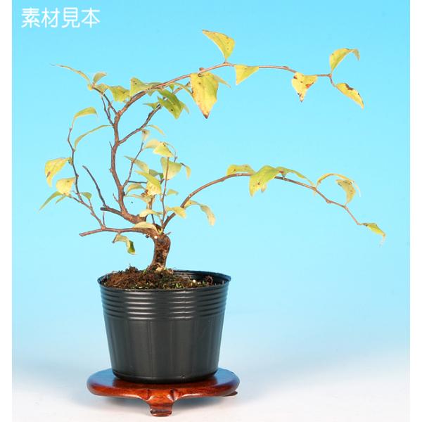 7.5cmポット入り商品解説　小枝の作りやすさ、枝幹の太りやすさなど、高い盆栽適性を備えた樹種「えごのき」の苗木素材です。小葉性ながら枝が伸びると枝垂れる珍しい品種。◆花芽保証素材ではありません。※苗木素材の為、樹形やサイズにバラツキはあり...