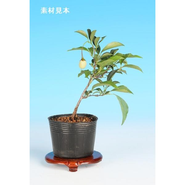 7.5cmポット入り商品解説　小枝の作りやすさ、枝幹の太りやすさなど、高い盆栽適性を備えた樹種「えごのき」の苗木素材です。赤花品種で枝が伸びると枝垂れて風情ある樹姿を見せてくれます。◆花芽保証素材ではありません。※苗木素材の為、樹形やサイズ...