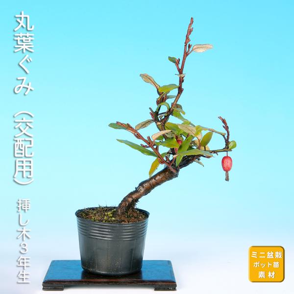 盆栽 丸葉寒ぐみ 交配用 マルバカングミ オオバグミ 茱萸 グミ 小品